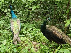 -西双版纳原始森林公园