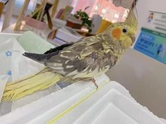 -萌兽医馆·眼科·异宠专科(三里屯店)