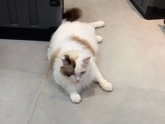 -Heymao猫咖.咖啡厅(东门店)