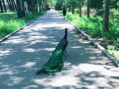 -北京麋鹿生态实验中心