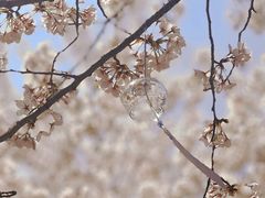 -高东镇樱花园