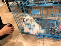 -翊宠yipet猫狗购宠庄园犬舍•猫舍