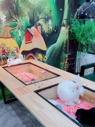 -神奇动物撸宠馆·羊驼·小浣熊·异宠(豫园店)