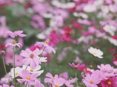 -花开海上生态园
