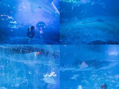 -烟台海昌鲸鲨海洋公园