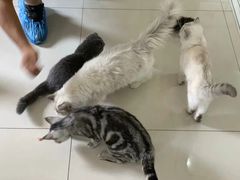 -鼓捣猫呢主题猫咖店