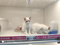 -lincat·猫舍(广州店)