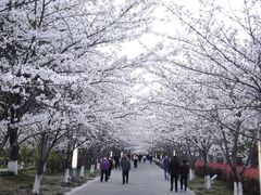 -高东镇樱花园