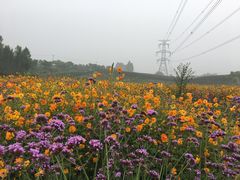 -紫颐香薰山谷景区