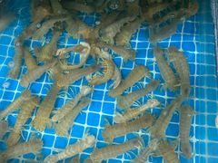 -宾朋海鲜美食餐厅·特色美食(兴海路店)