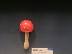 -四川大学博物馆