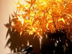 -Dragonfly 悠庭·按摩Spa(苏州中心广场店)