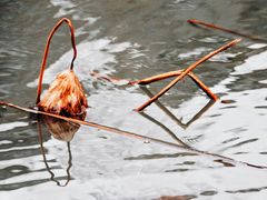 -大宁郁金香公园-停车场
