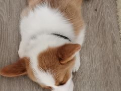 凯撒宝宝-浣熊柯尔鸭土拨鼠·电玩咖
