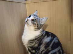 -MOCHA明星猫咖(田子坊店)
