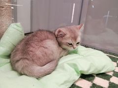-babydoll猫舍·米努特·德文·缅因(久光中心店)