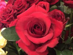 -静岸花卉园艺(三星坊店)