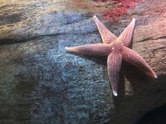 -瑞普利水族馆