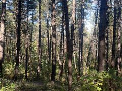 -帽儿山国家森林公园