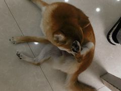 -瑞鹏宠物医院·夜间急症·心超·猫科(祖庙分店)