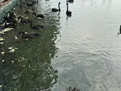 -五缘湾湿地公园