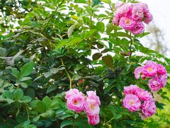 -人民公园(罗湖区)