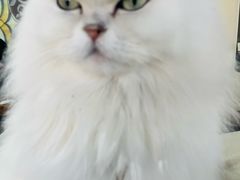 -猫小院猫主题餐厅(南锣旗舰店)