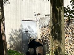 -卧龙中华大熊猫苑神树坪基地