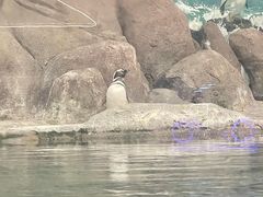 -西安曲江海洋极地公园