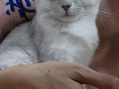 -猫咪派对(江南西店)