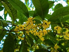 -上海佘山国家森林公园天马山园