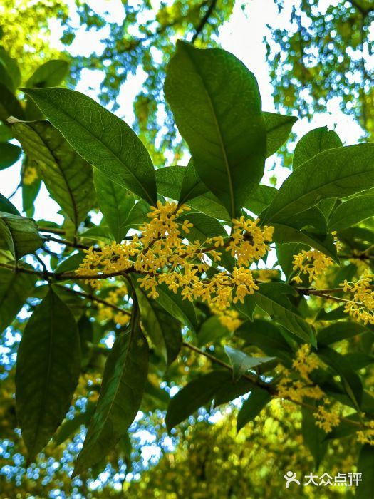 上海佘山国家森林公园天马山园图片