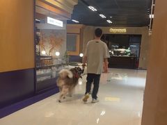 -帕帕拉兹宠物(亚洲旗舰店)