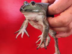 -美蛙四季(黄寺大街店)