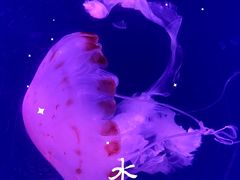 -南昌海洋公园