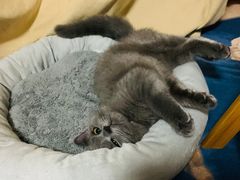 -宠爱国际动物医院·消化内科·心肾内科·ISFM猫友好(望京店)