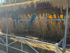 -西霞口神雕山野生动物世界