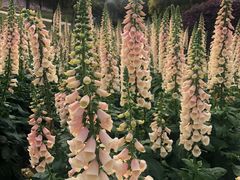 -松山湖梦幻百花洲