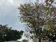 -洲头咀公园