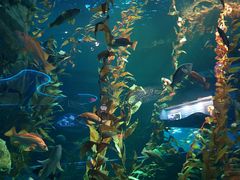 -瑞普利水族馆