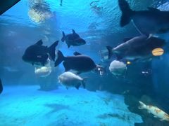 -烟台海昌鲸鲨海洋公园