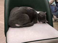 -安格丽娜·狗咖·猫咖羊驼咖(春熙路百盛商场店)