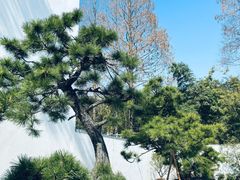 -龙华素斋(龙华路店)