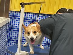 -瑞鹏宠物医院·内科·中兽医·骨科(苗圃店)