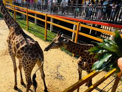 -西霞口神雕山野生动物世界