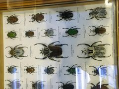 -上海大自然野生昆虫馆(东方明珠·爬宠昆虫探索中心)