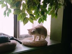 -猫猫幼稚园·撸猫·桌游·电玩