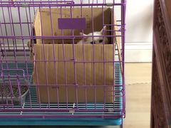 -FAELING PETS美天灵宠物(富力广场店)
