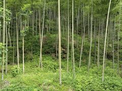 -炎陵县神农谷国家森林公园