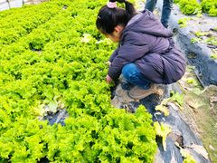 -菊园百果园